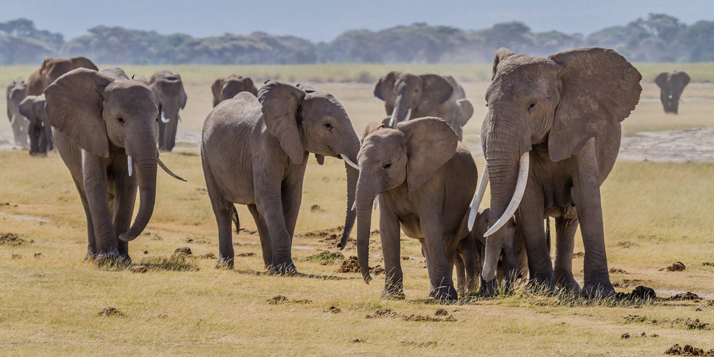 Herd of elephants on a grassy plain in Amboseli, Kenya
