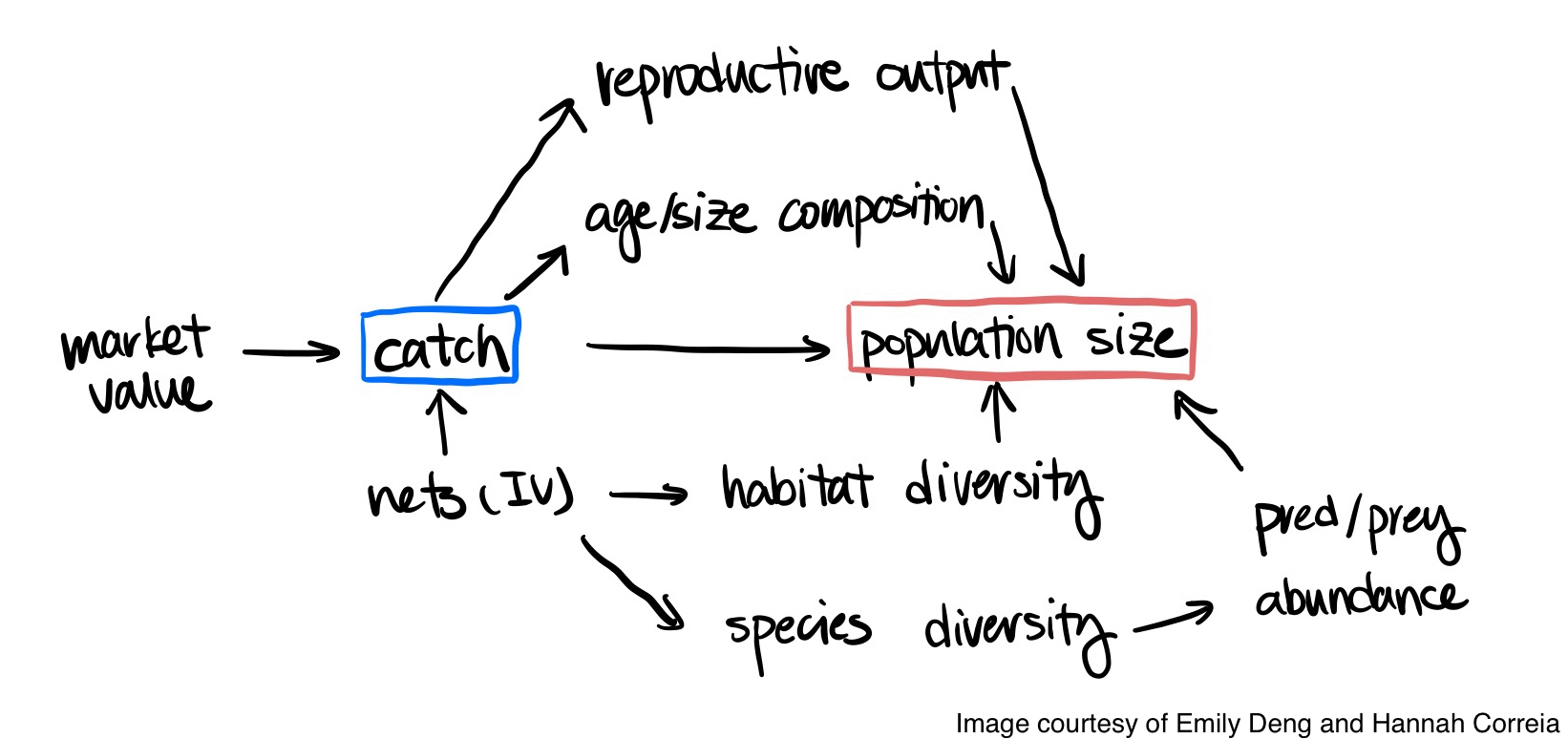 Causal diagram of hypothesized causal relationships between market value, catch, and population size of commercially important marine fish.