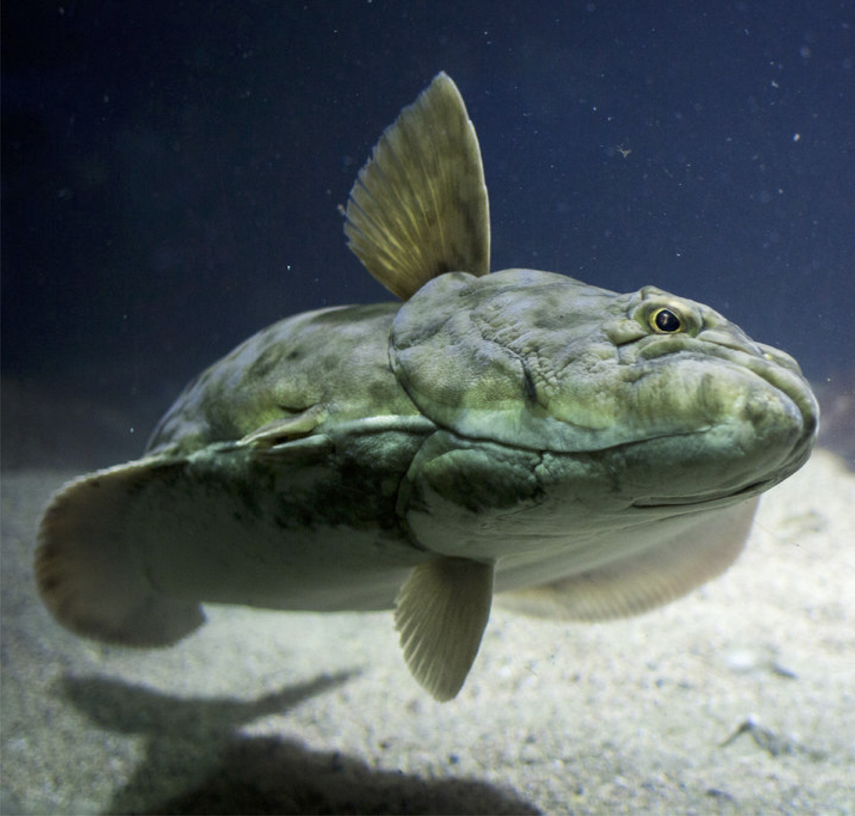 Pacific halibut swimming near the bottom of the ocean