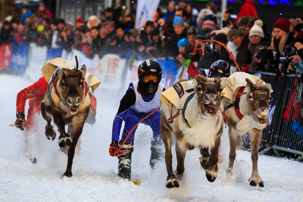 Eurasian reindeer racing down a snowy street at an event in Tromsø, Norway